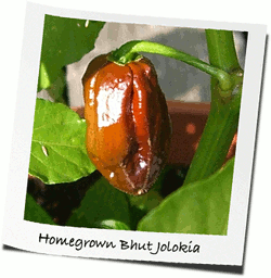 Jolokia, homegrown